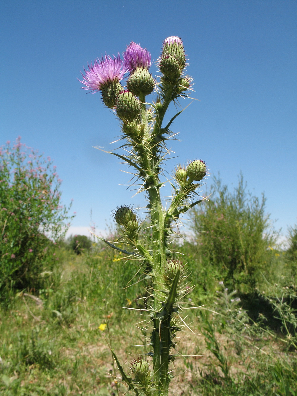 Изображение особи Cirsium glaberrimum.