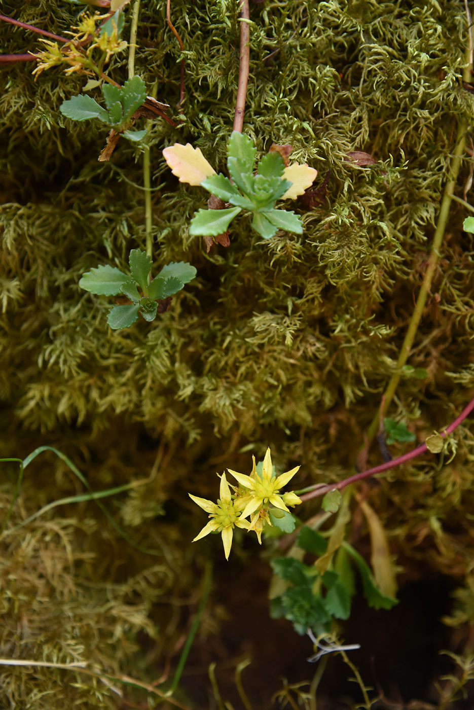 Image of Aizopsis hybrida specimen.