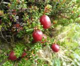 Empetrum rubrum. Побеги с плодами. Аргентина, пров. Санта-Круз, нац. парк «Лос-Гласьярес», долина р. De las Vueltas выше г. Эль Чалтен, задернованный галечник по берегу. 14.03.2014.