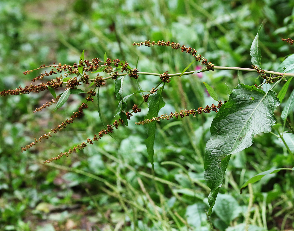 Изображение особи Rumex sylvestris.