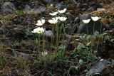 Papaver variegatum. Цветущее растение. Таймыр, река Мамонт, тундра и скалистые берега реки. 4 августа 2013 г.