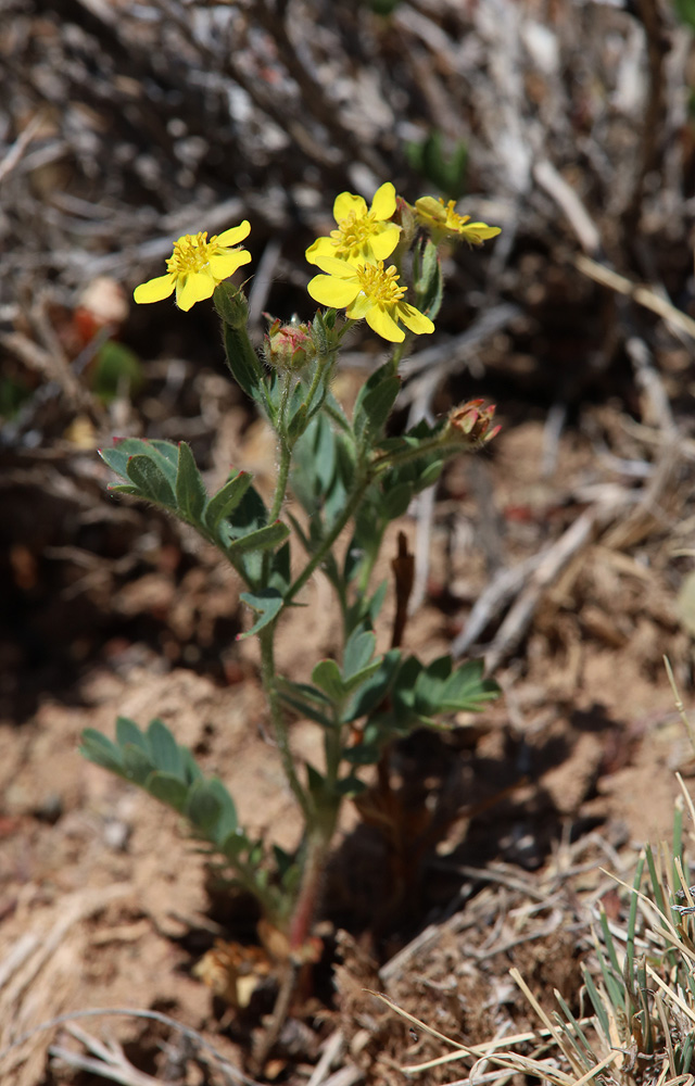 Image of Potentilla bifurca specimen.