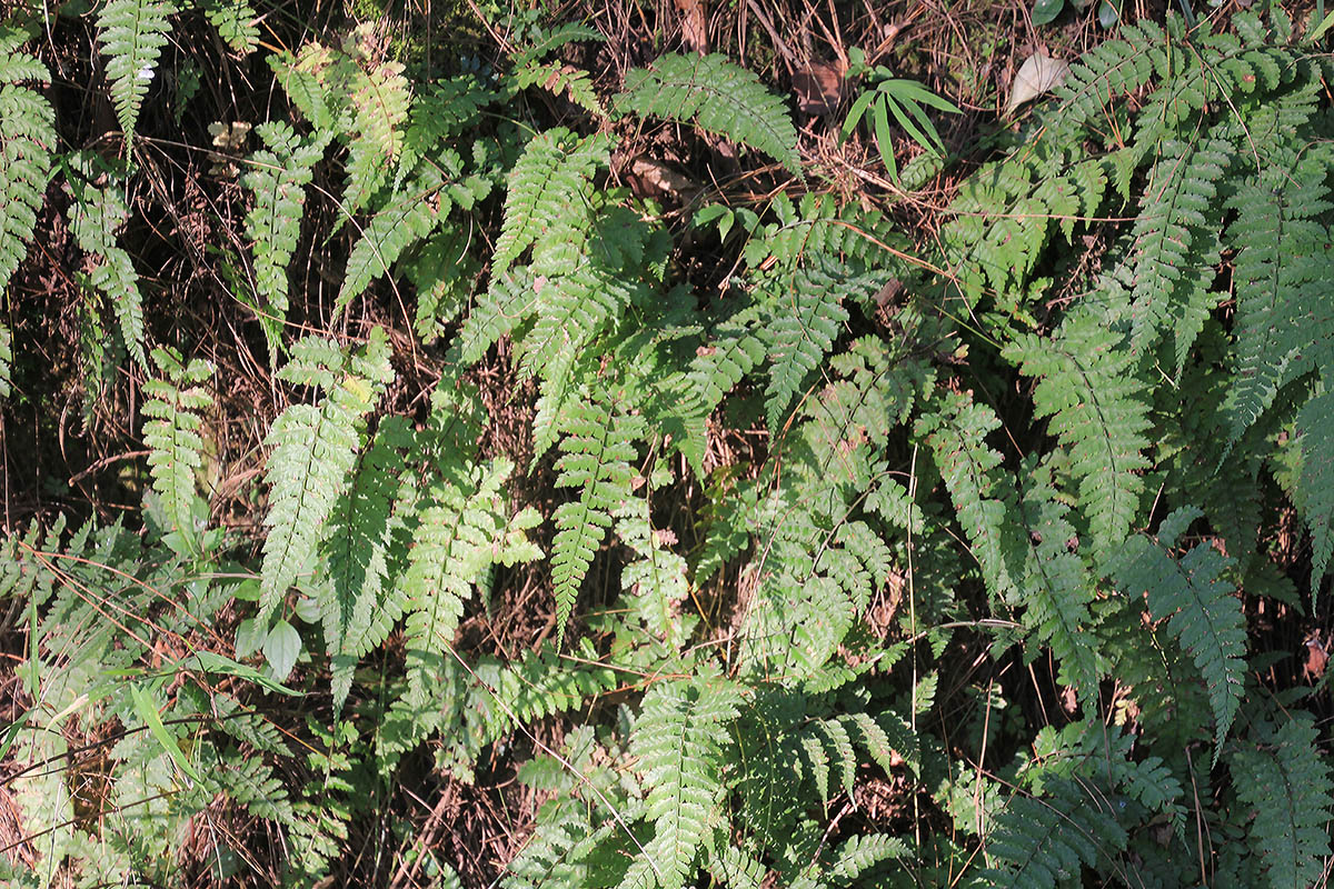 Image of class Polypodiopsida specimen.