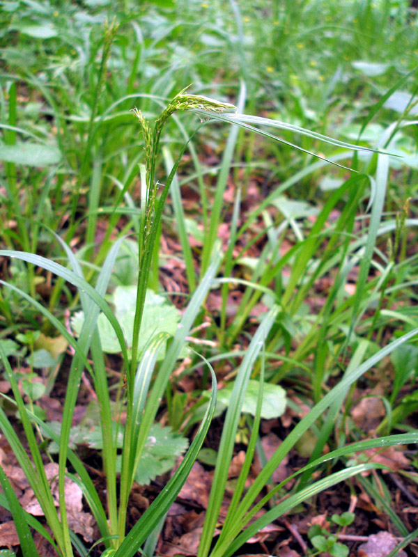 Image of Carex sylvatica specimen.