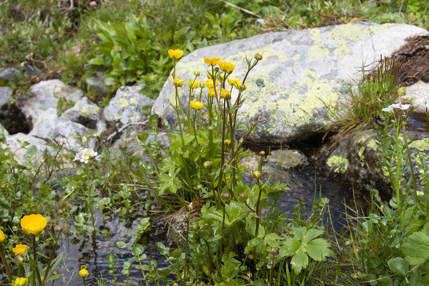 Image of Ranunculus oreophilus specimen.