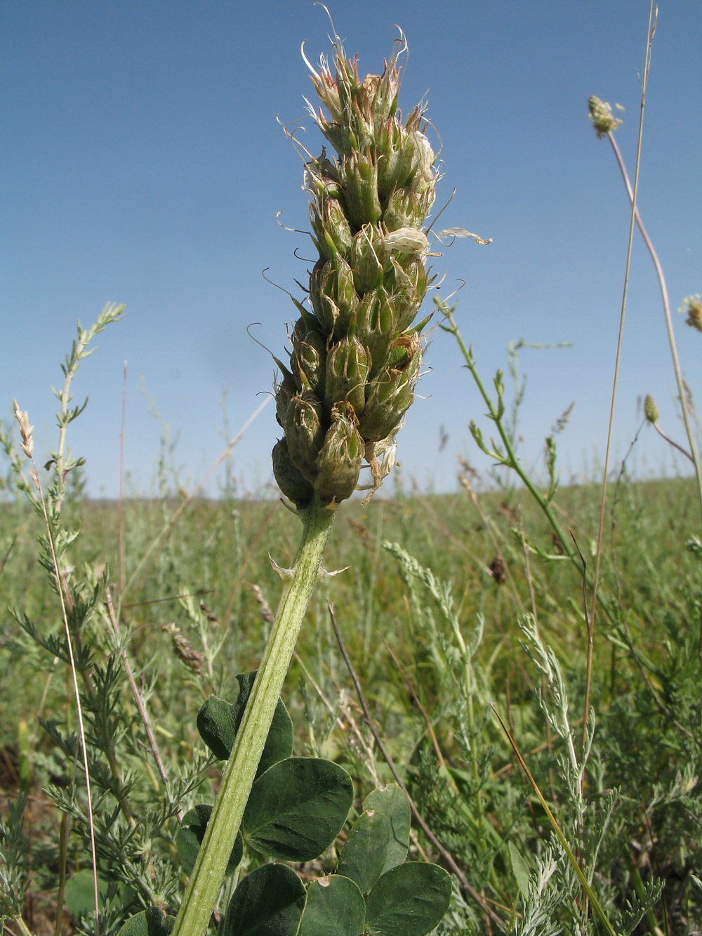 Изображение особи Astragalus platyphyllus.