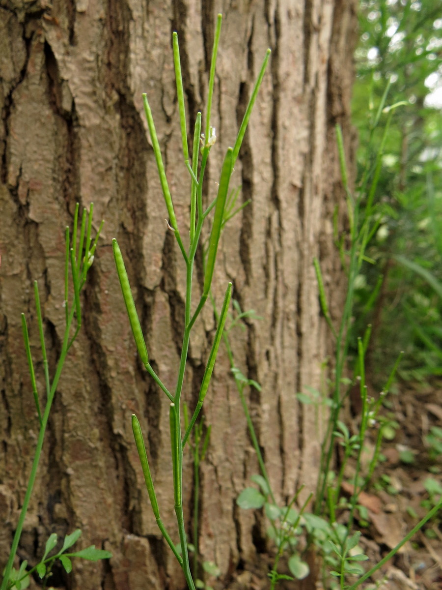 Image of Cardamine hirsuta specimen.