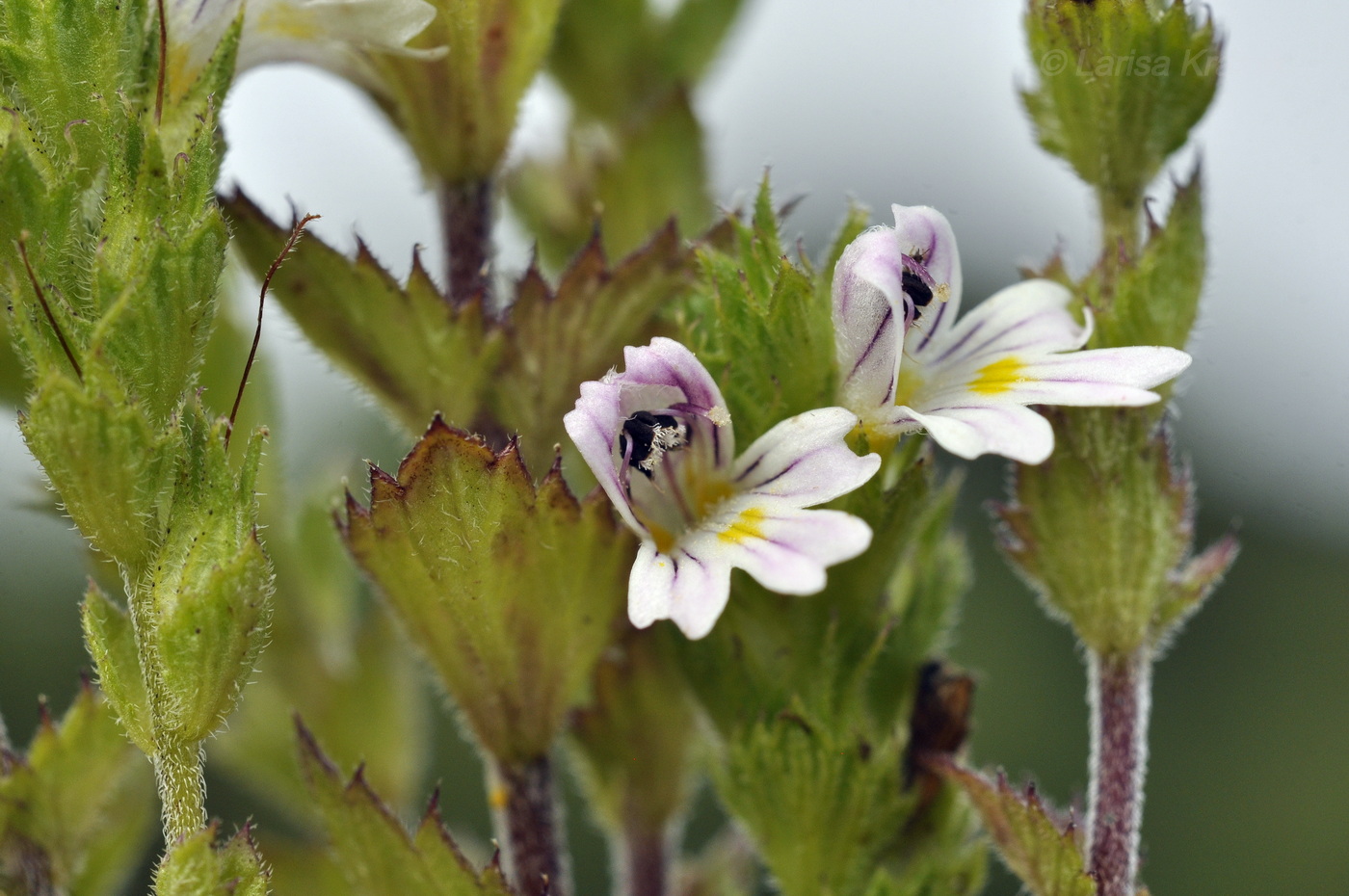 Image of Euphrasia maximowiczii specimen.