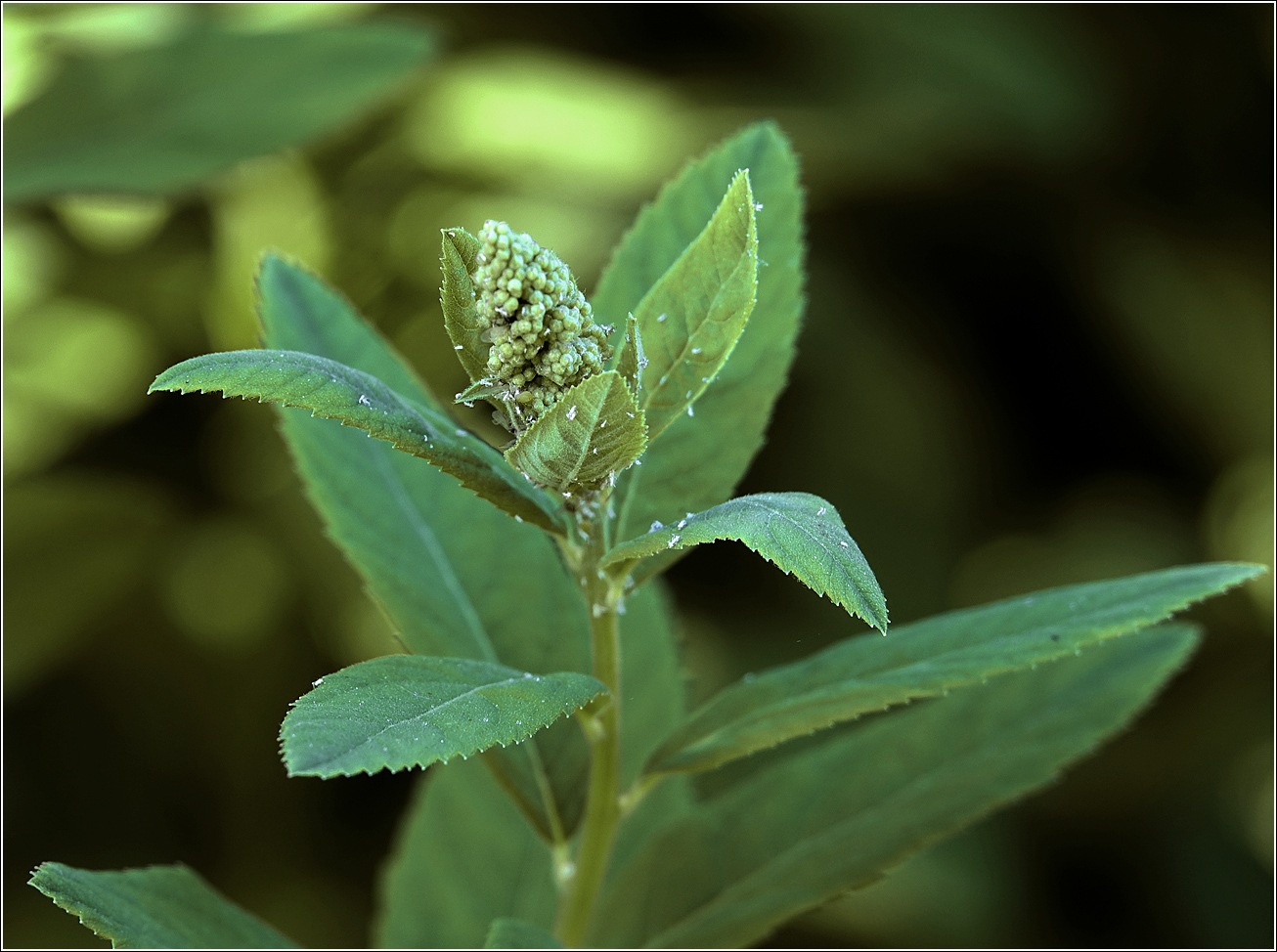 Изображение особи Spiraea &times; billardii.