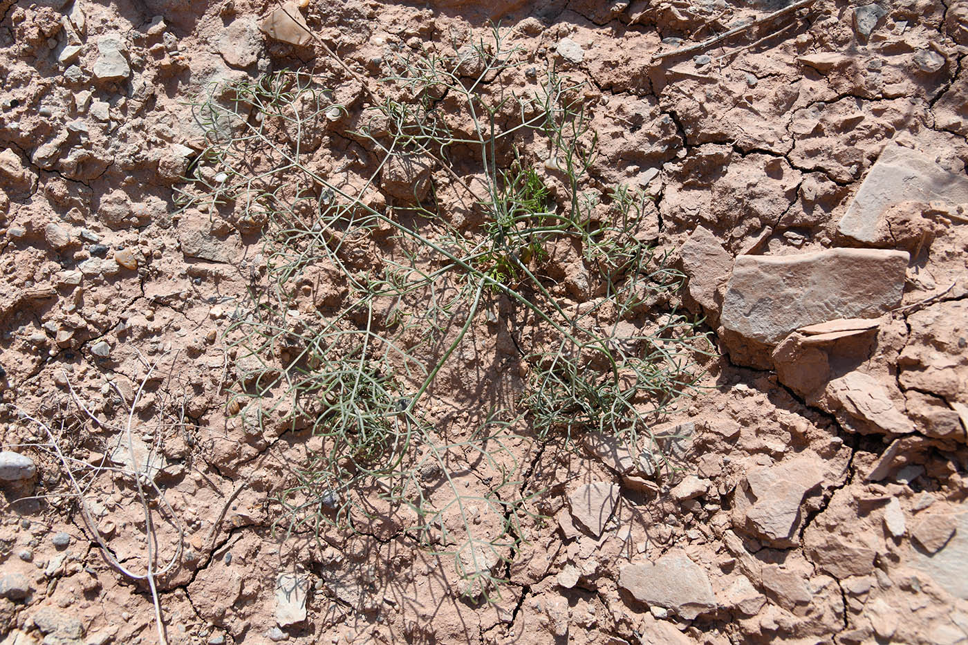 Image of genus Ferula specimen.