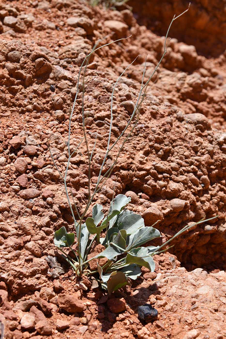 Image of genus Limonium specimen.