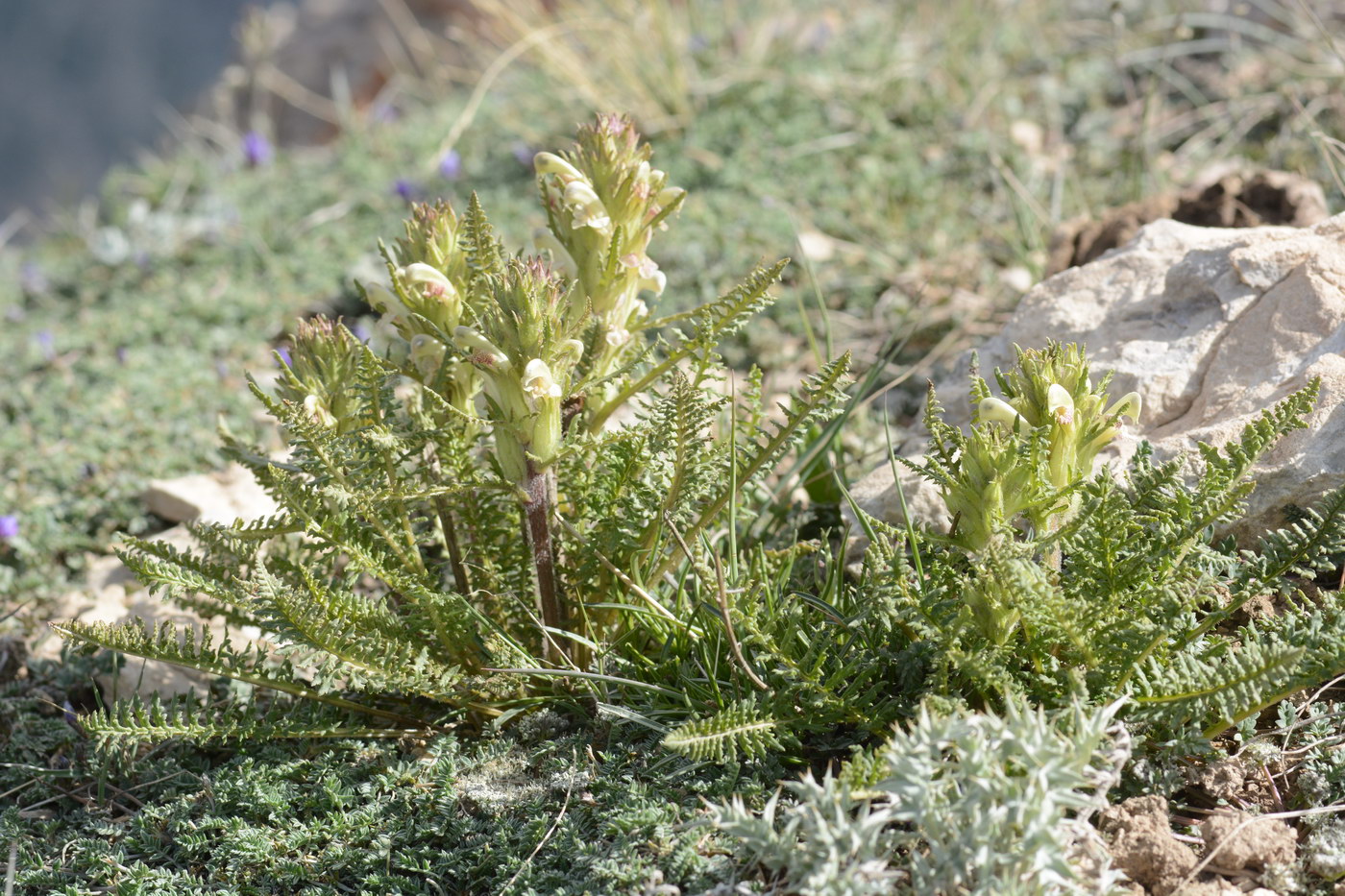 Изображение особи Pedicularis dubia.