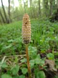 Equisetum sylvaticum