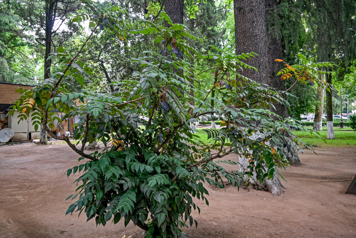 Image of Mahonia japonica specimen.