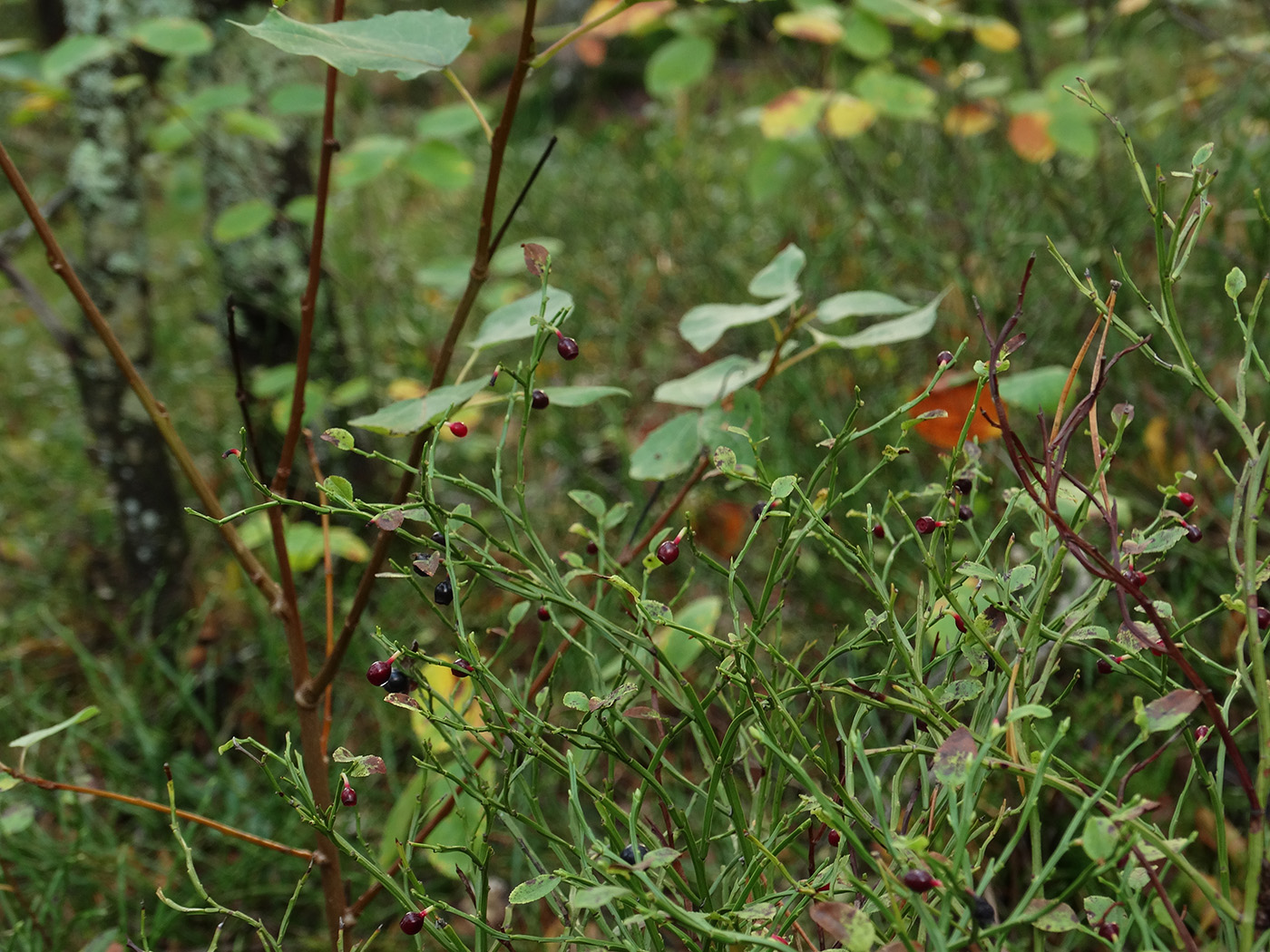 Image of Vaccinium myrtillus specimen.