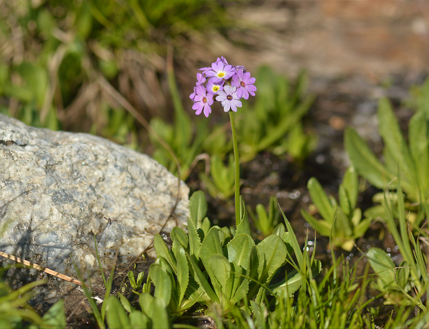 Image of Primula algida specimen.