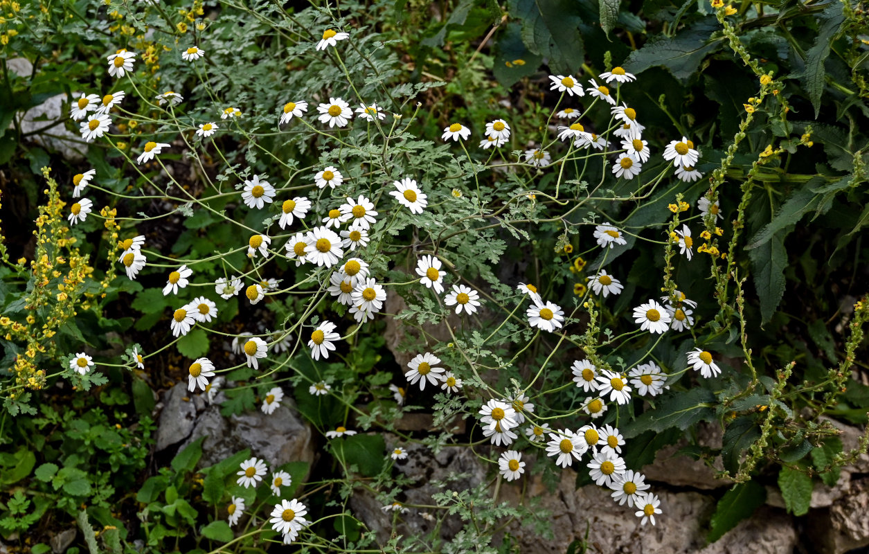 Изображение особи Pyrethrum glanduliferum.