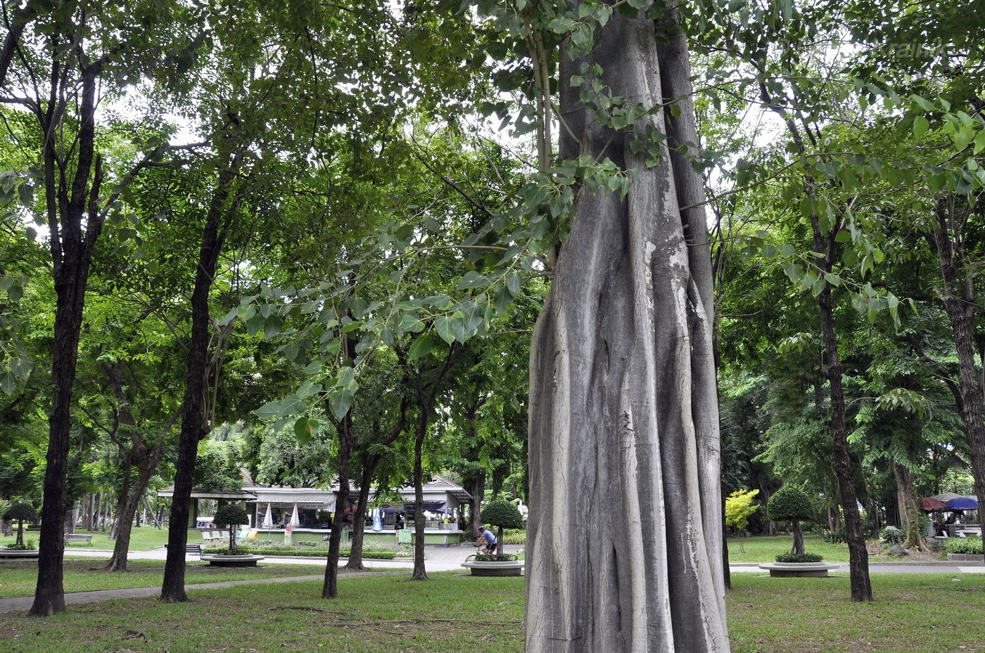 Изображение особи Ficus religiosa.