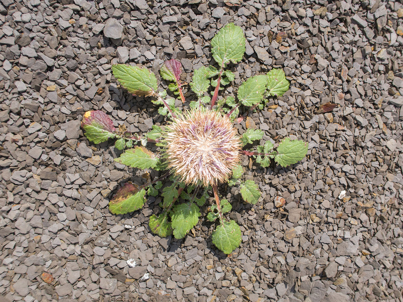 Image of Jurinella moschus specimen.