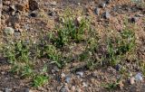 Holosteum glutinosum. Цветущие растения. Калмыкия, Лаганский р-н, г. Лагань, пустырь. 22.04.2021.