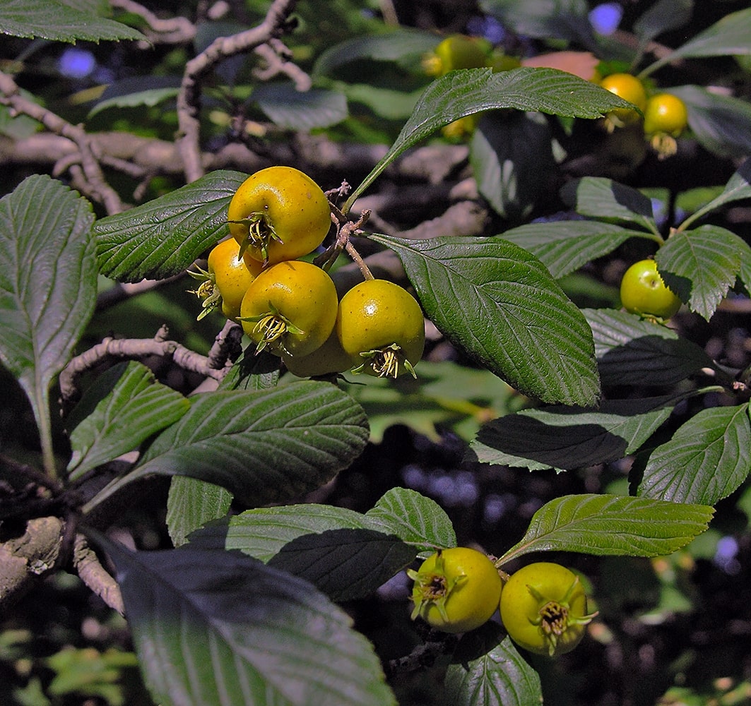 Изображение особи Crataegus punctata.