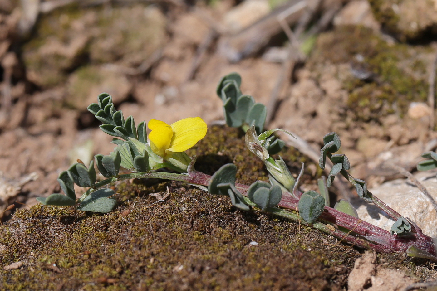 Изображение особи Hippocrepis biflora.