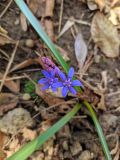 Scilla bifolia