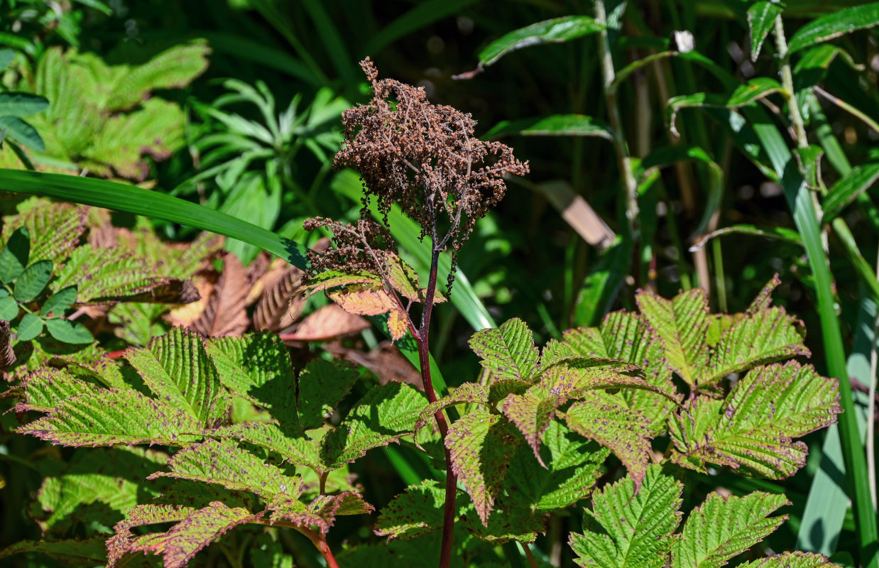 Image of Aruncus dioicus specimen.