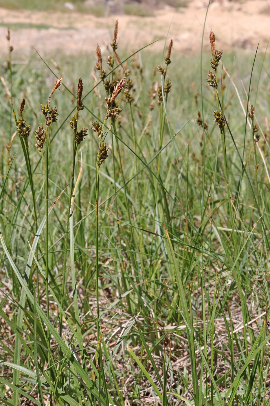 Image of Carex liparocarpos specimen.