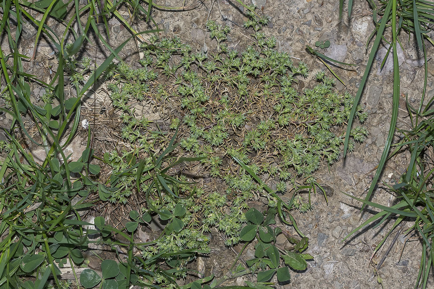 Изображение особи Scleranthus annuus.