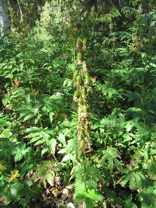 Image of Ligularia sibirica specimen.