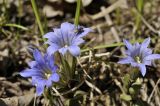 Gentiana zollingeri. Цветки с сидящей мухой. Приморский край, Уссурийский ГО, окр. с. Монакино, широколиственное редколесье. 12.05.2024.