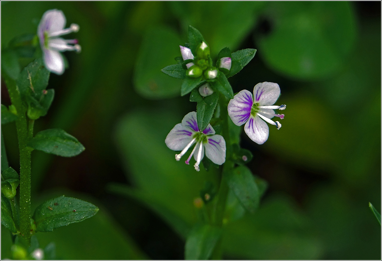 Image of Veronica serpyllifolia specimen.