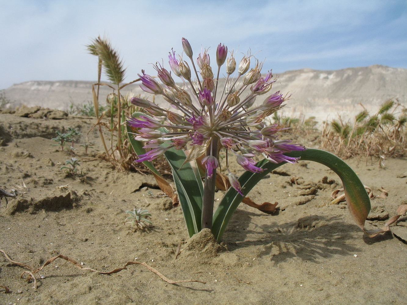 Изображение особи Allium caspium.