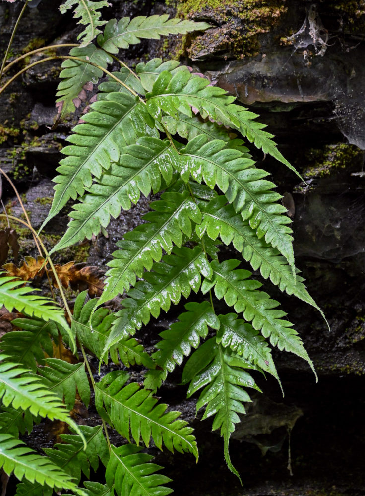 Image of Woodwardia japonica specimen.