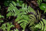 Gymnocarpium dryopteris. Вайя. Вологодская обл., Сокольский р-н, Оларевская гряда, смешанный лес. 13.07.2024.