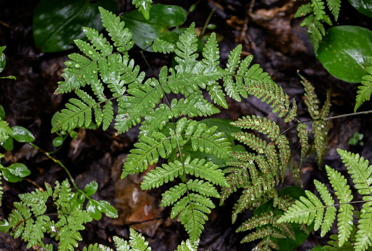 Image of Gymnocarpium dryopteris specimen.