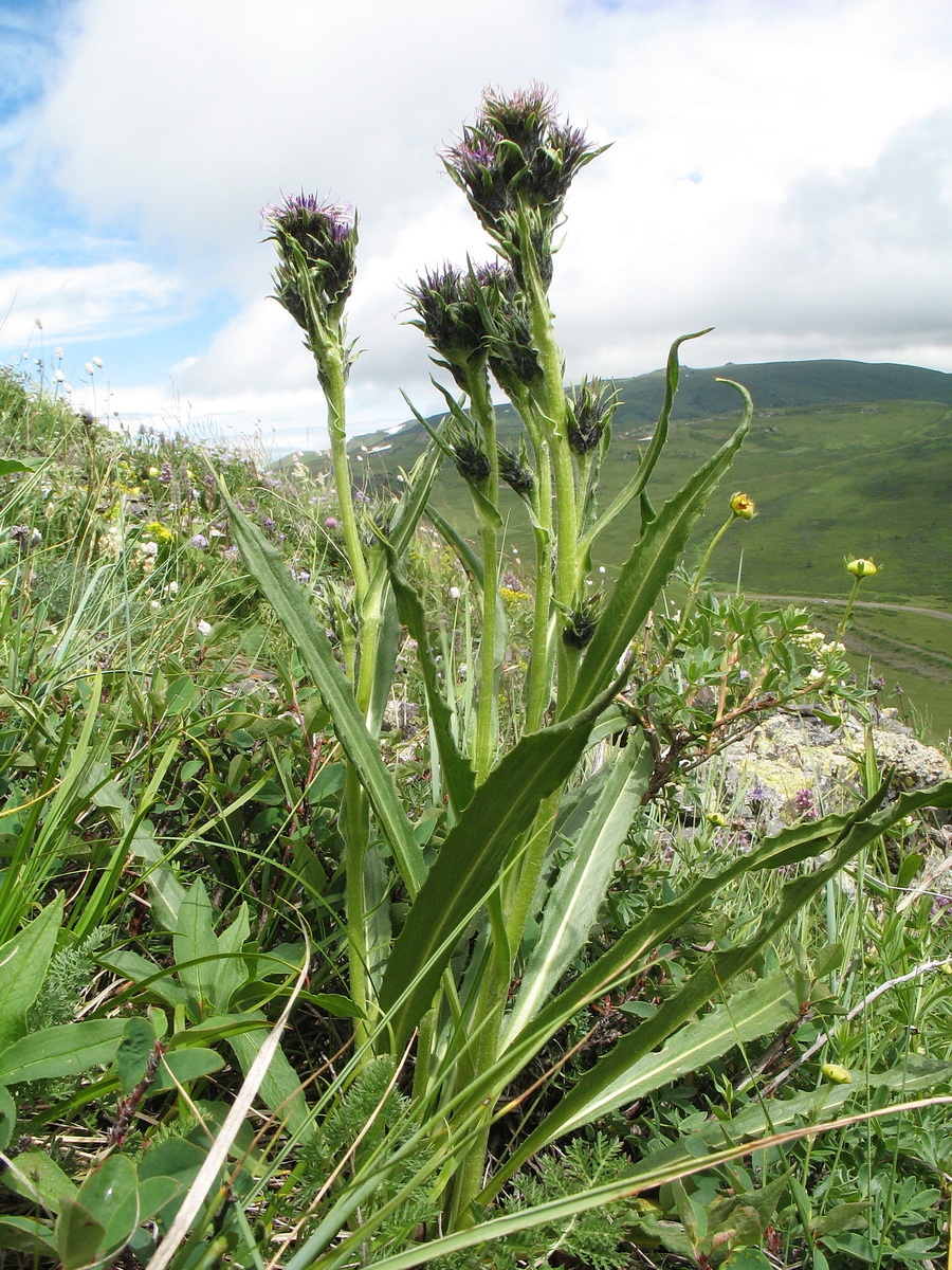 Изображение особи Saussurea krylovii.