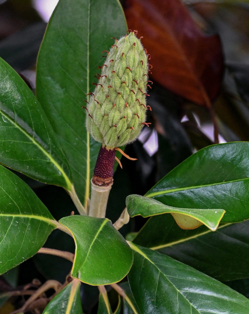 Image of Magnolia grandiflora specimen.