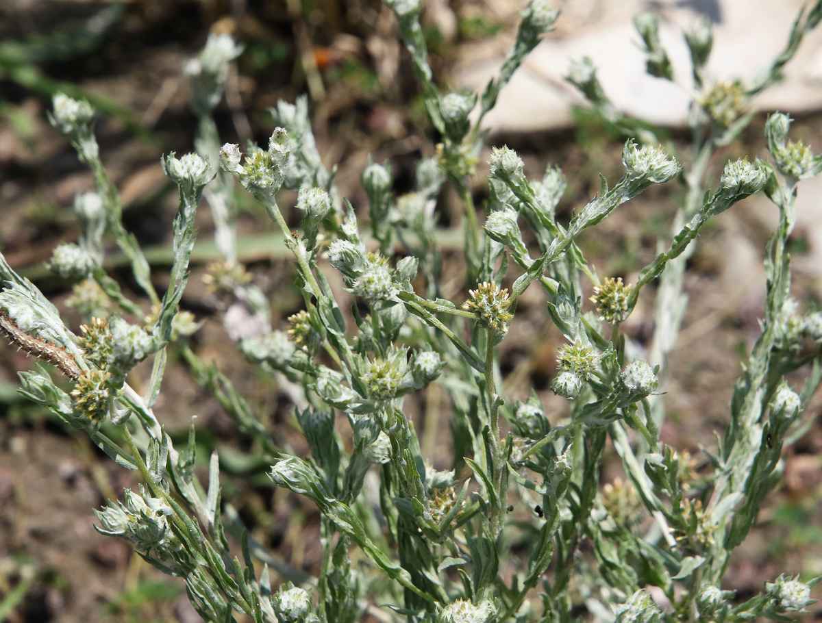 Image of Filago germanica specimen.