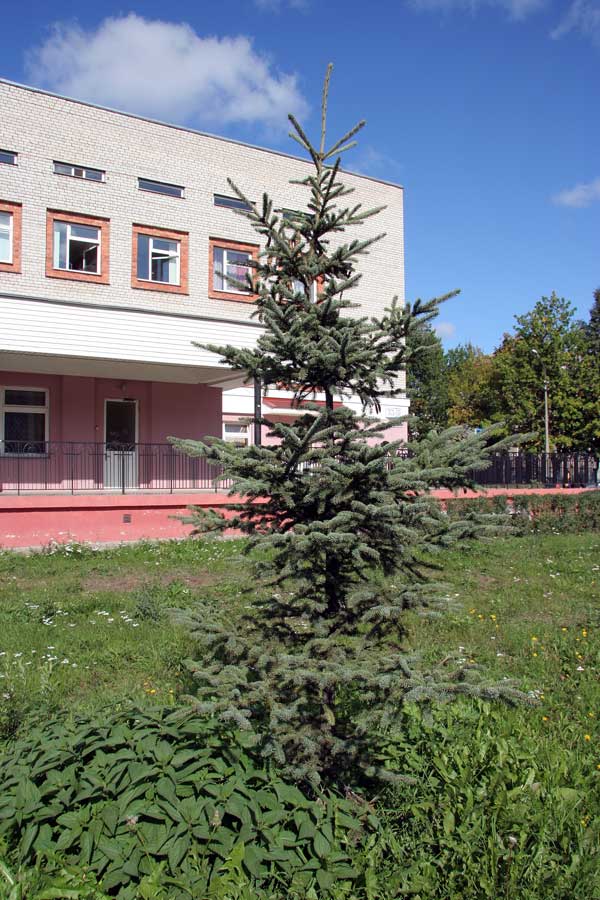 Изображение особи Picea glauca.