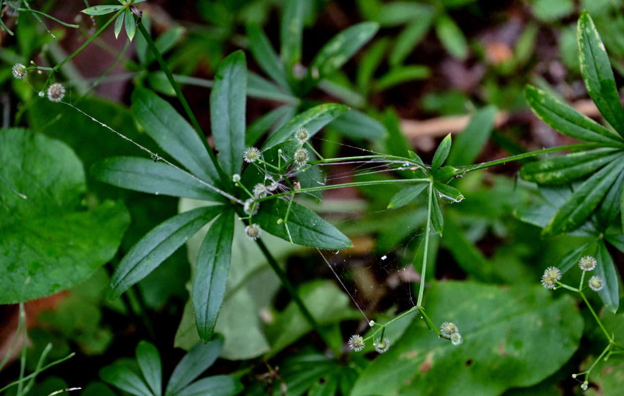 Image of Galium odoratum specimen.