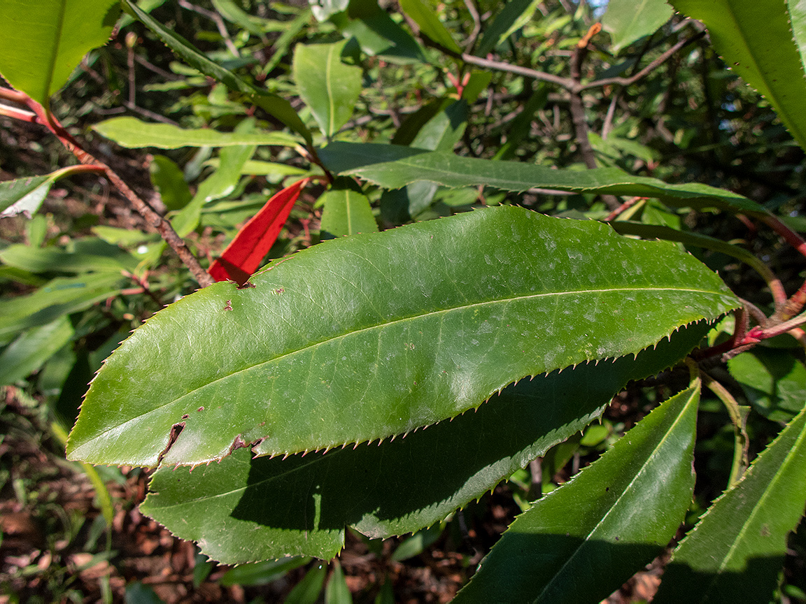 Image of Photinia serratifolia specimen.