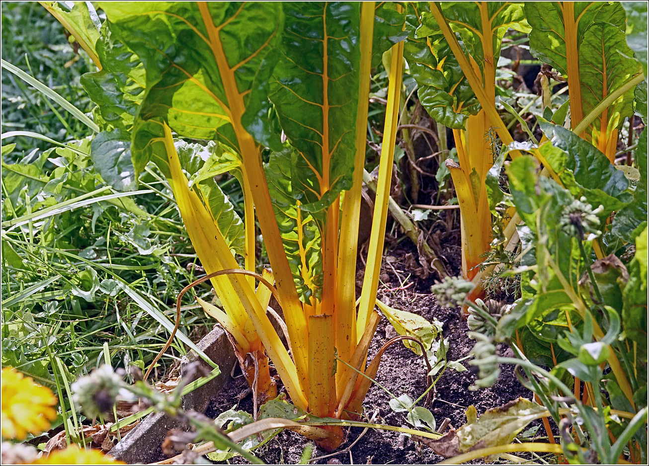 Image of Beta vulgaris specimen.