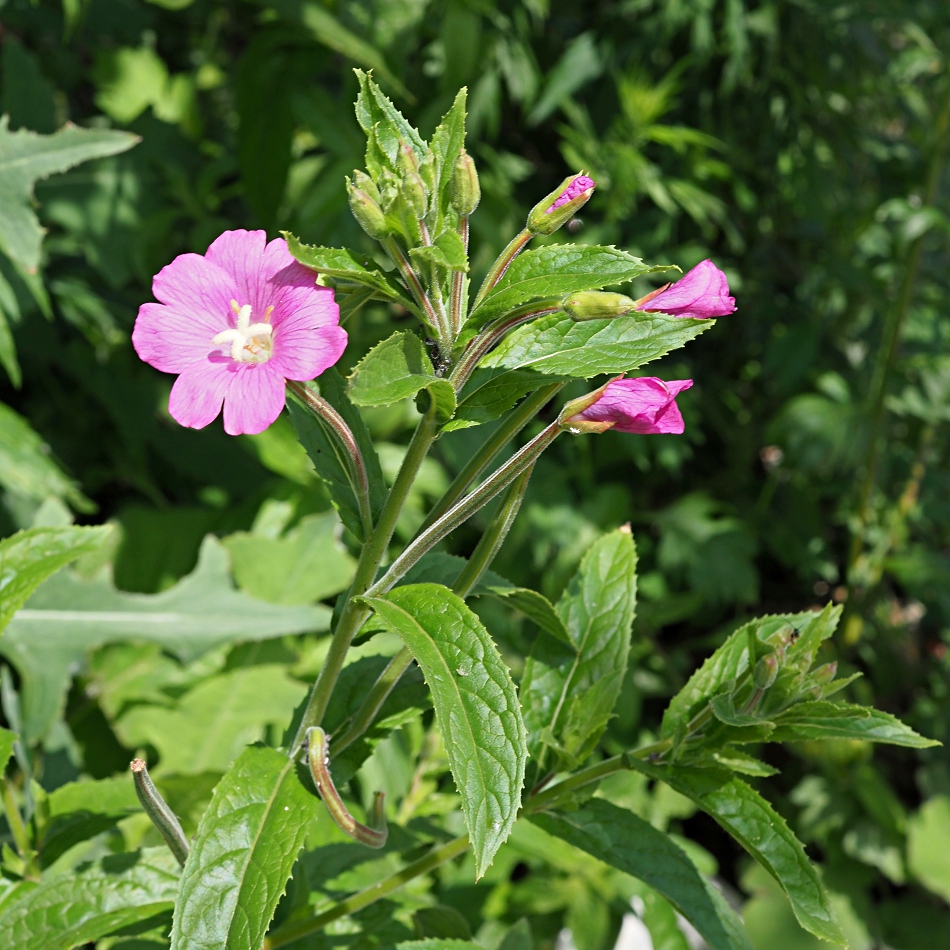 Изображение особи Epilobium hirsutum.