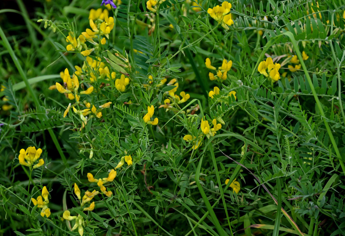 Изображение особи Lathyrus pratensis.