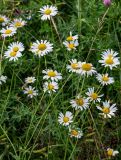 Leucanthemum vulgare