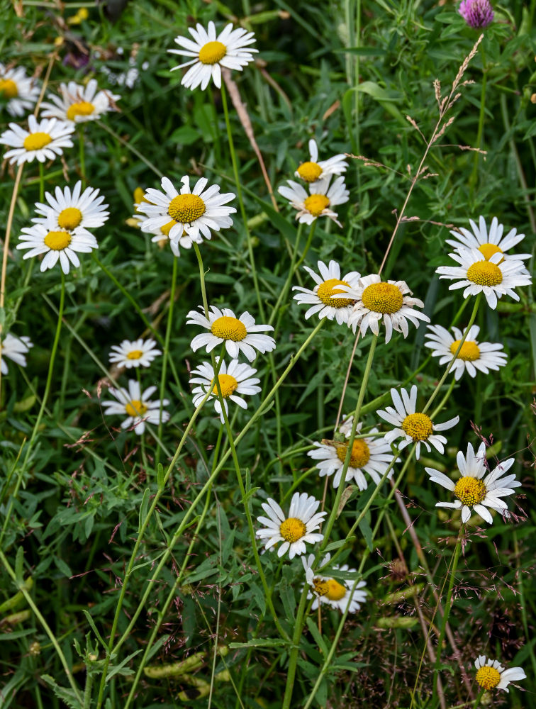 Image of Leucanthemum vulgare specimen.