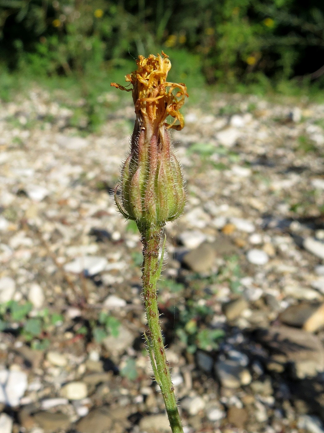 Изображение особи Crepis foetida.