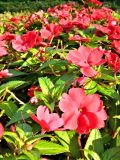 Impatiens hawkeri. Верхушки цветущих растений. Испания, г. Мадрид, парк Campo del Moro. Сентябрь.